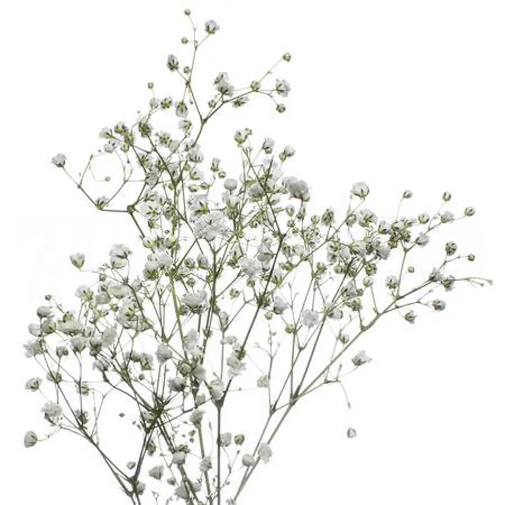 Гипсофила мирабелла
