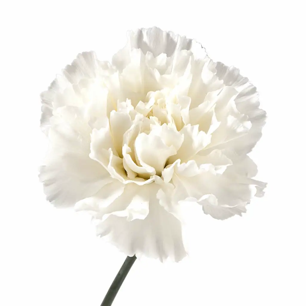 Гвоздика балтика