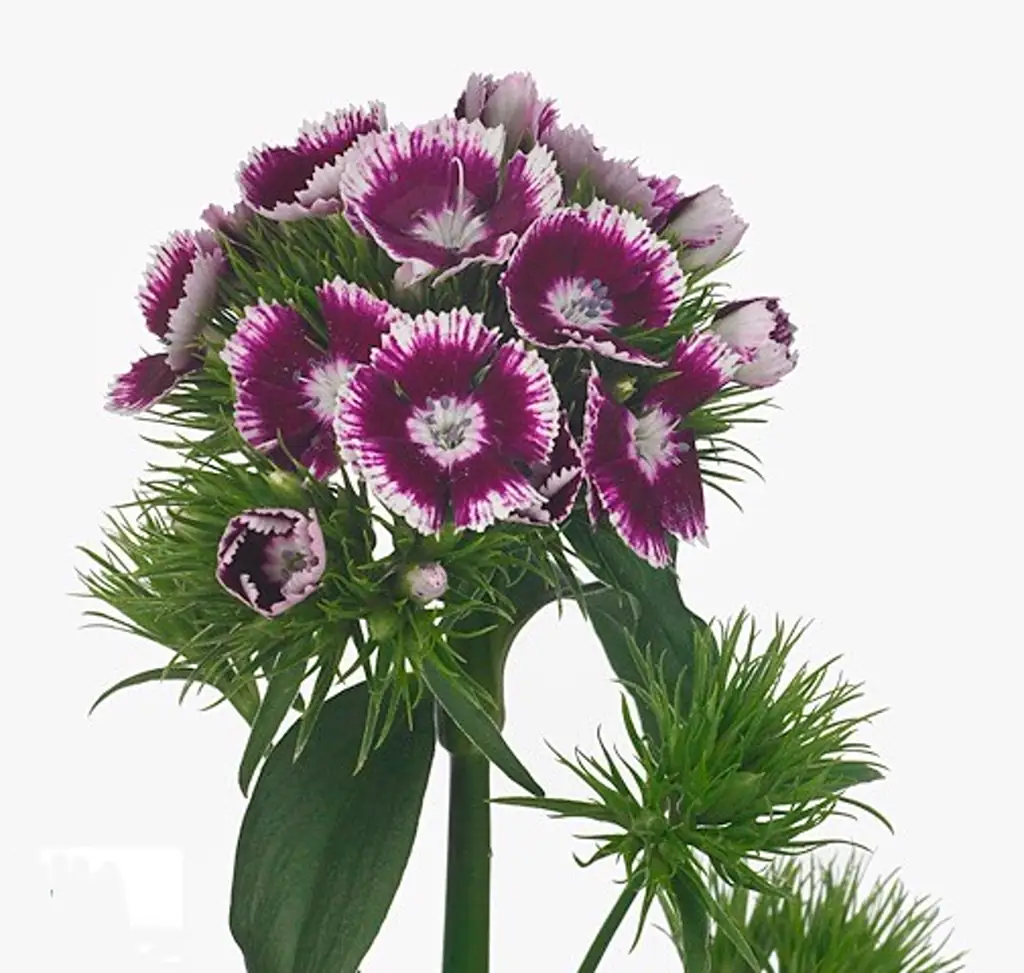 Гвоздика барбатус свит вилл пепл