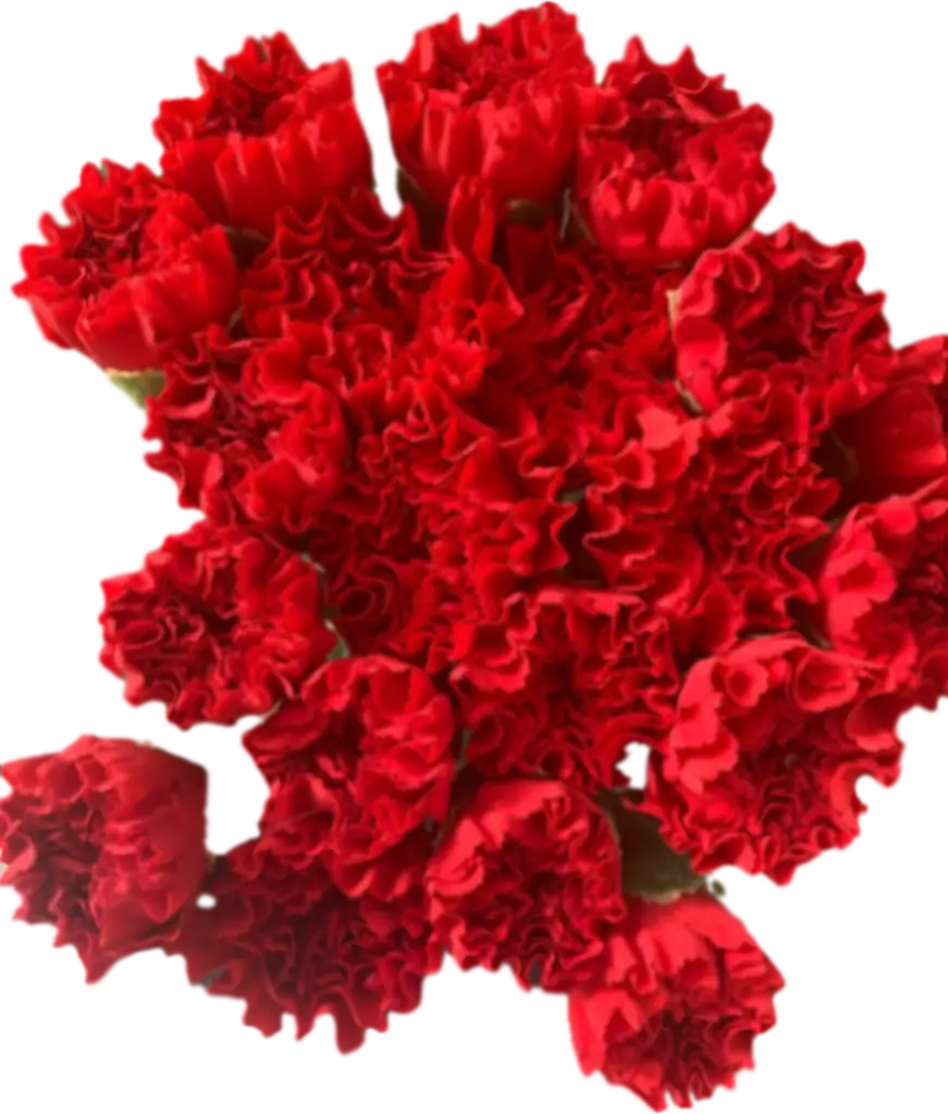 Гвоздика кортес