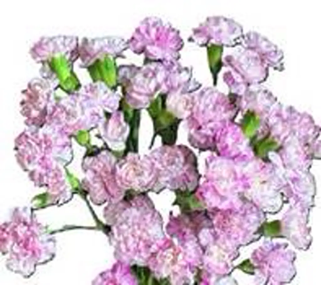 Гвоздика куст лоллипоп