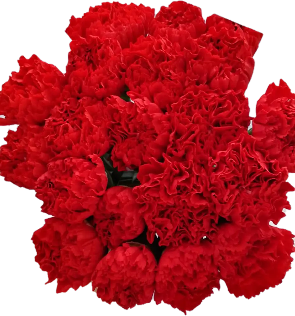 Гвоздика спарта