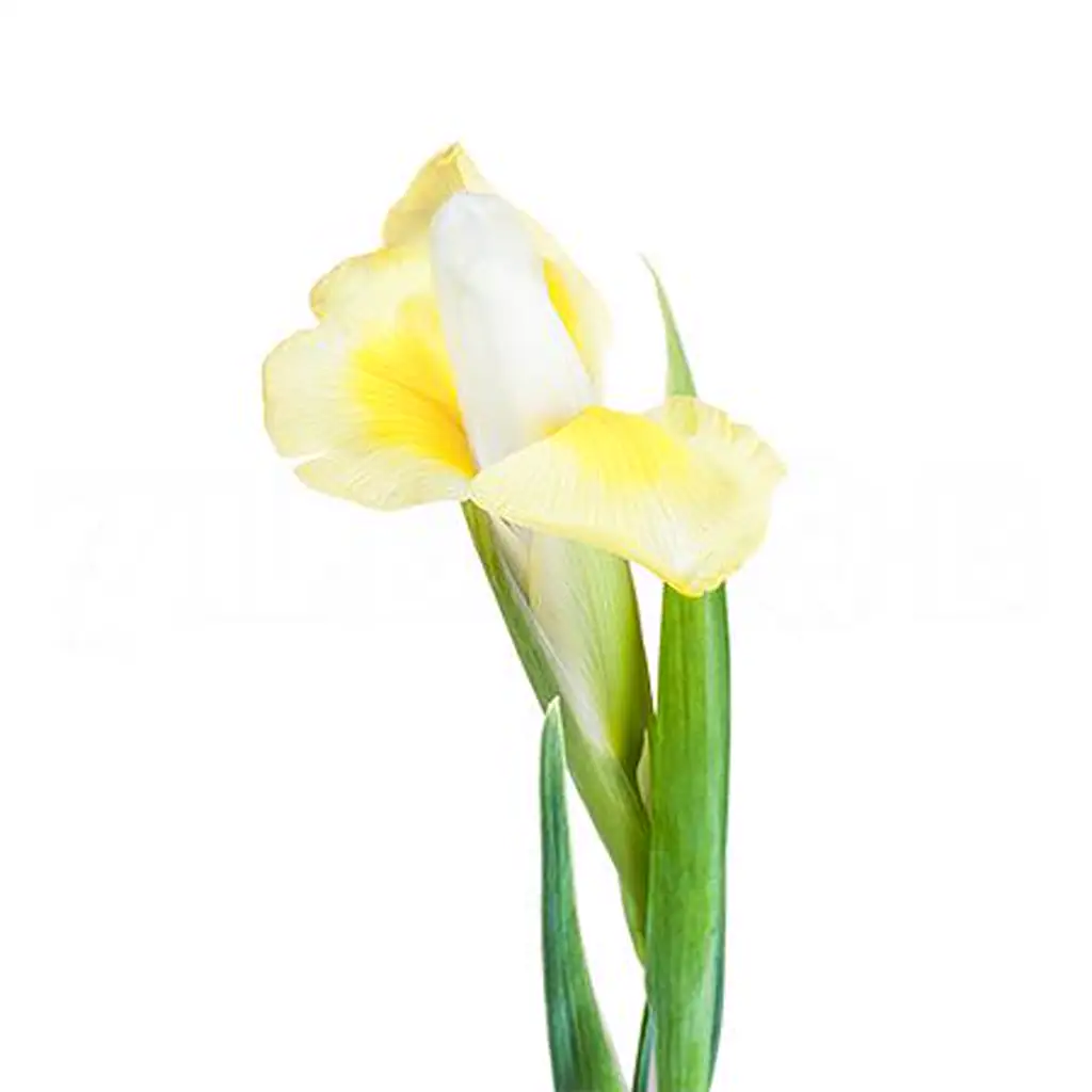 Ирис аполло