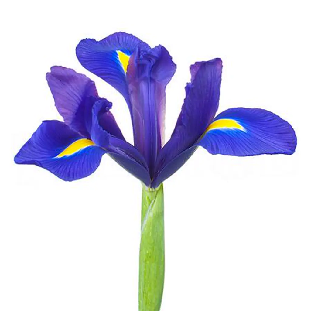 Ирис гонг конг
