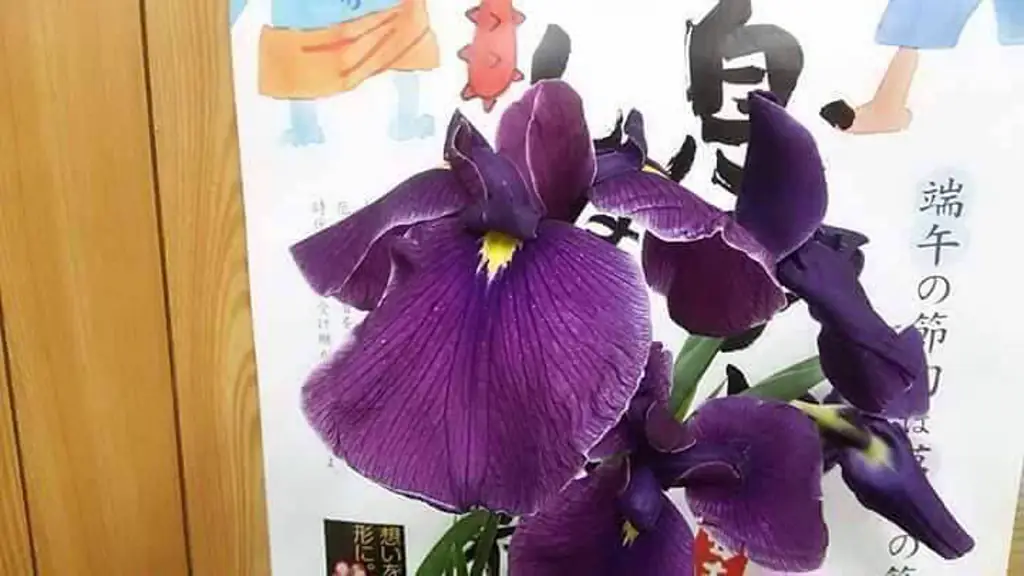 Ирис татсутамура