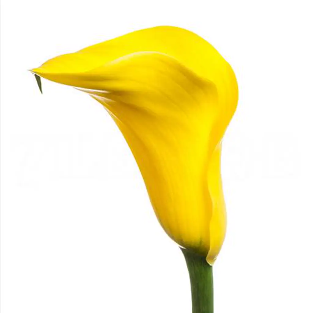 Калла голд куп