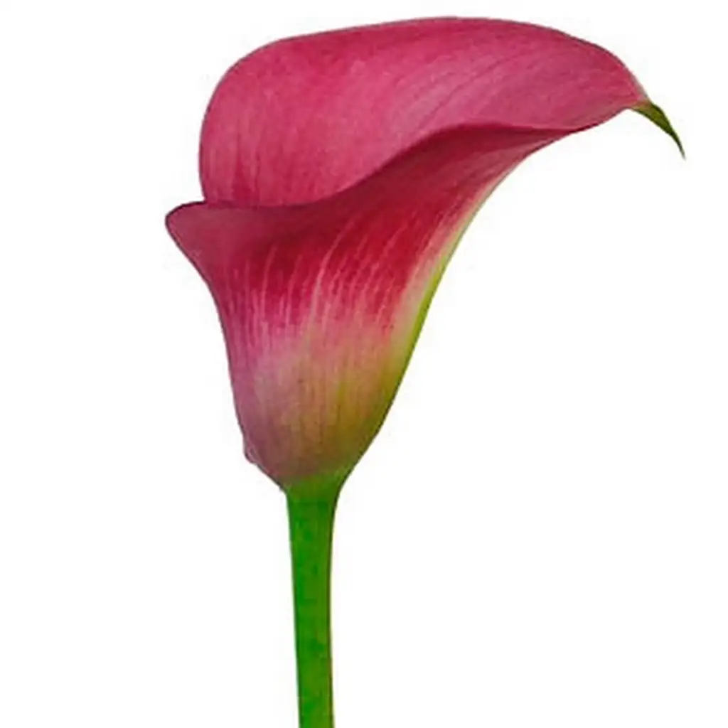 Калла клаудия