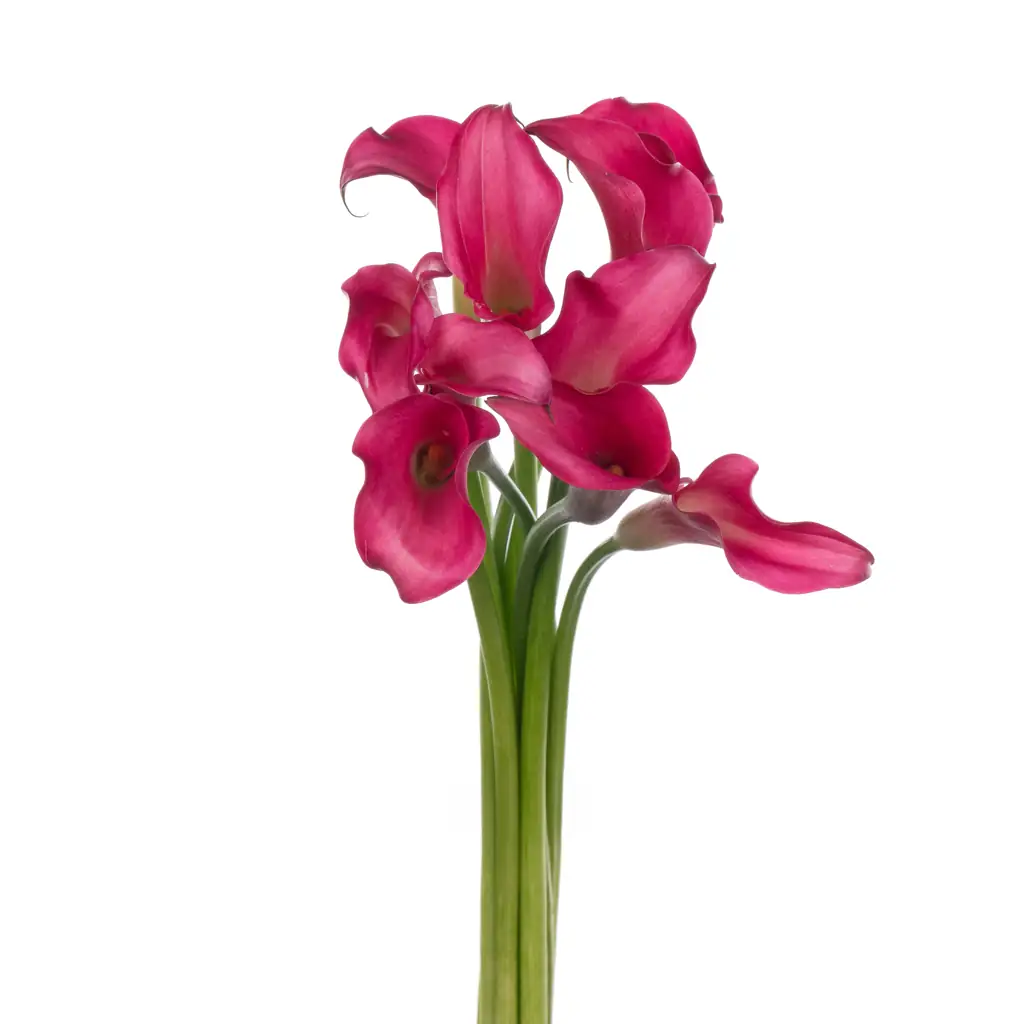Калла серенада