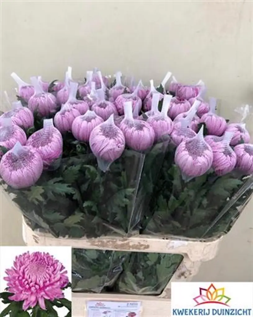 Хризантема хорнбилл дарк