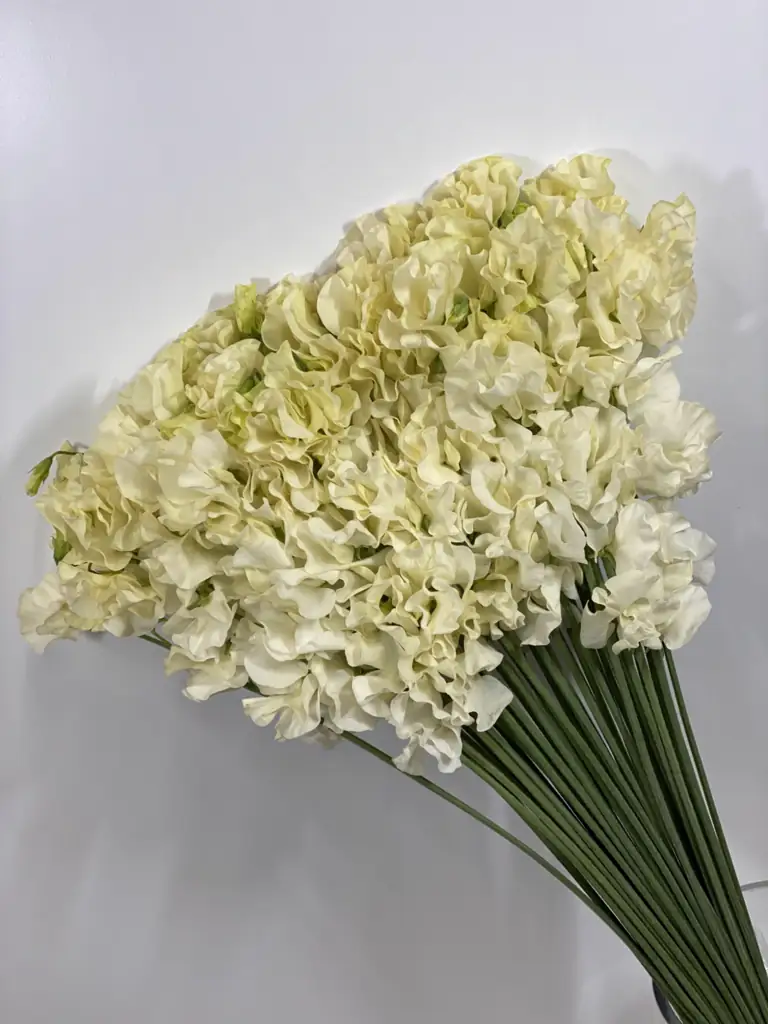 Латирус одоратус стелла
