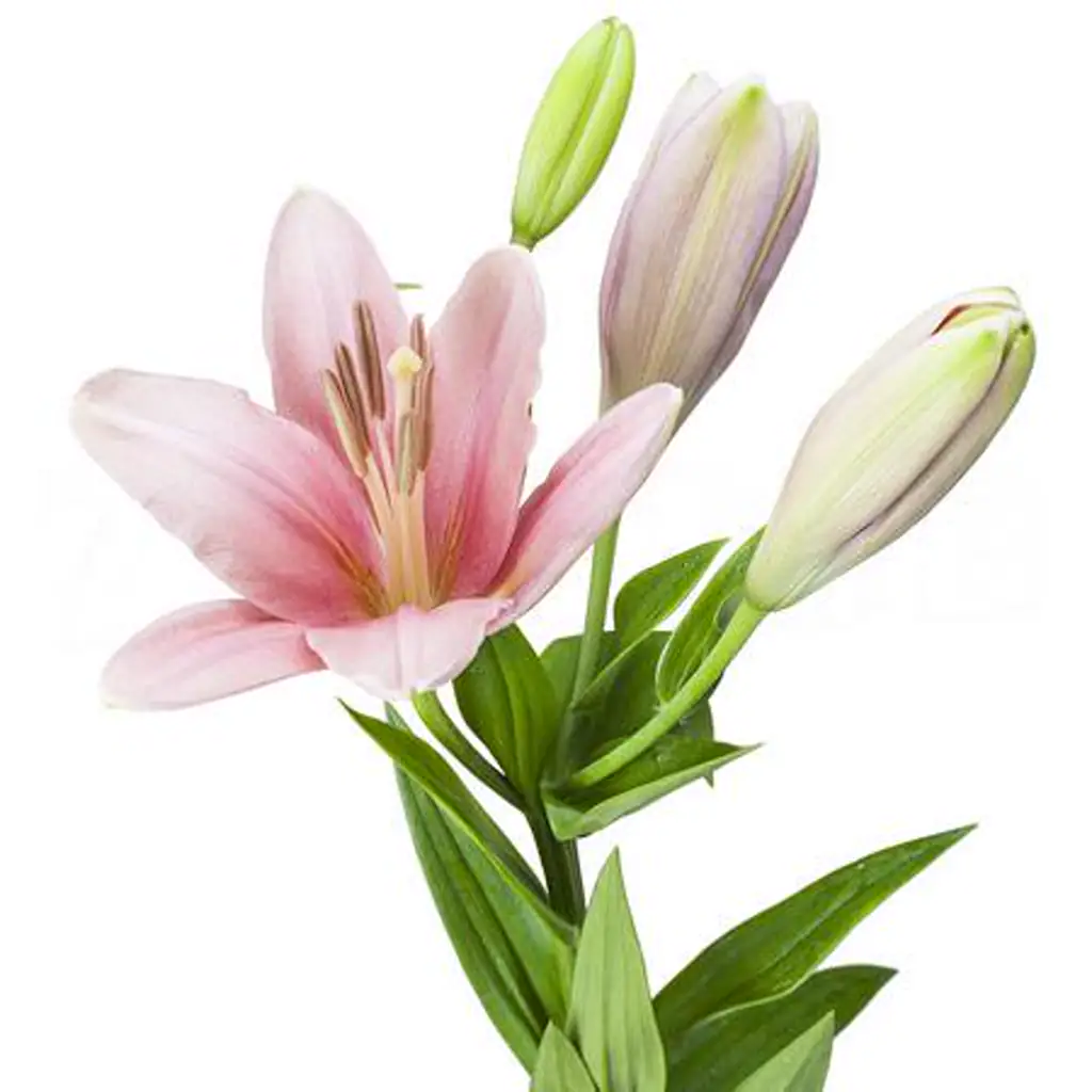 Лилия ла-гибрид бриндиси