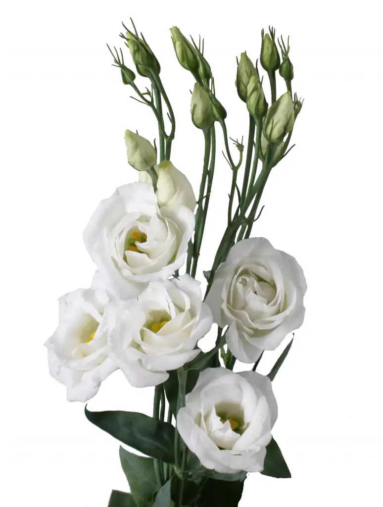 Лизиантус Махровый прайм вайт