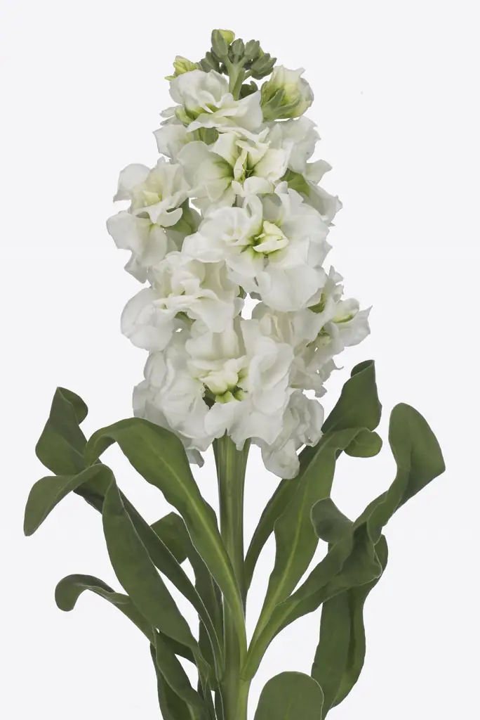 Маттиола центурион белый