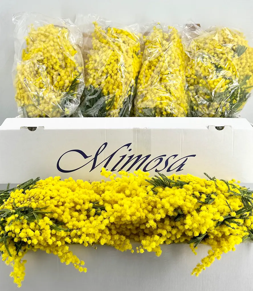 Мимоза голуа длинный