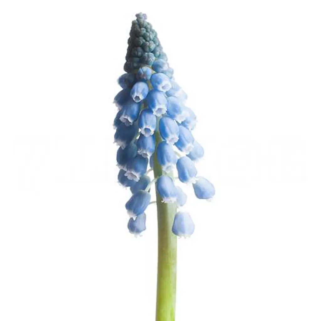 Мускари карола