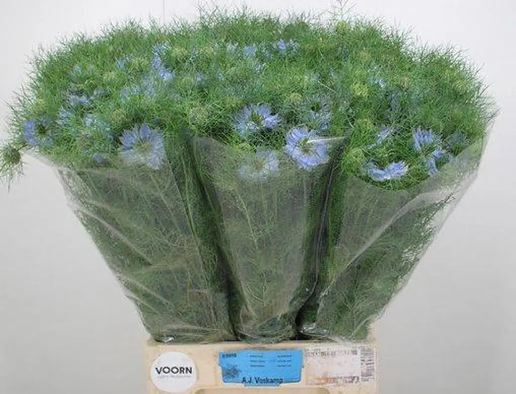 Нигелла мистери блу