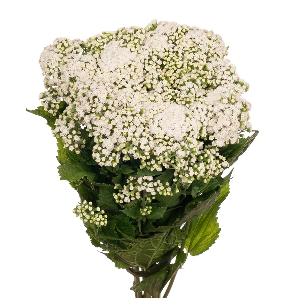 Посконник лаки вумен