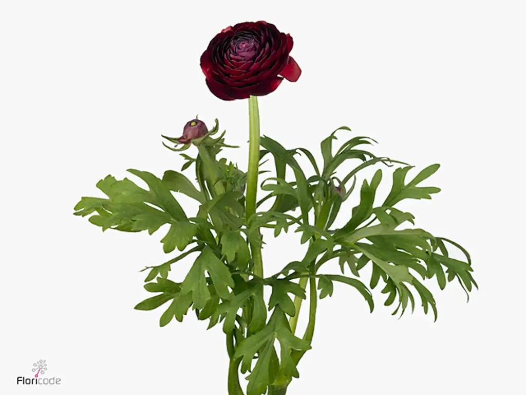Ранункулус азур бордо
