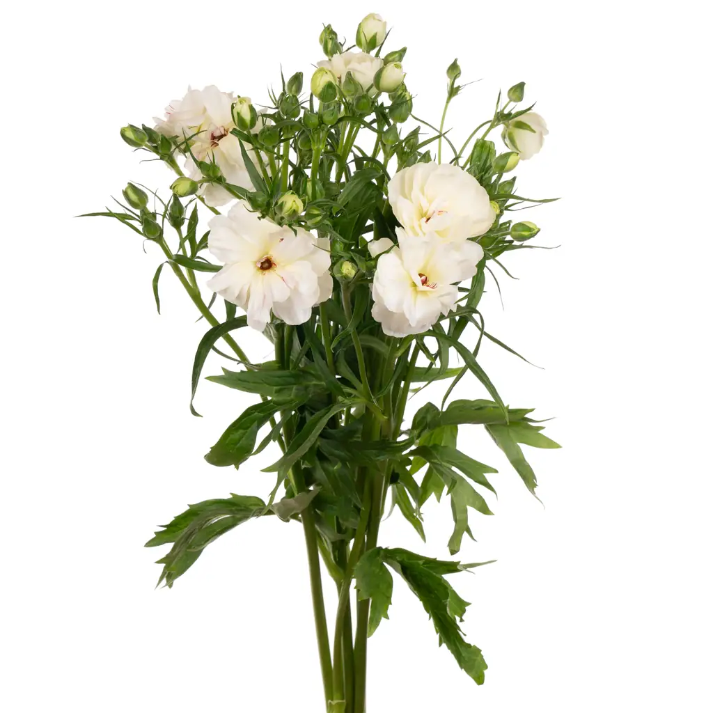 Ранункулус баттерфляй ниньос