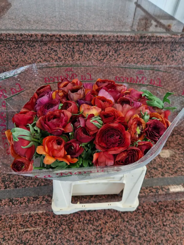 Ранункулус клуни шоколадный