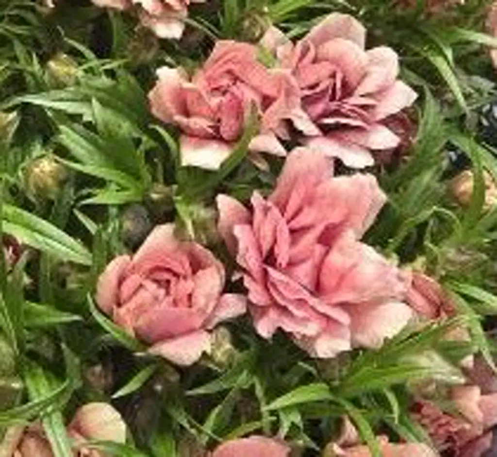 Ранункулус модерна аллегрия