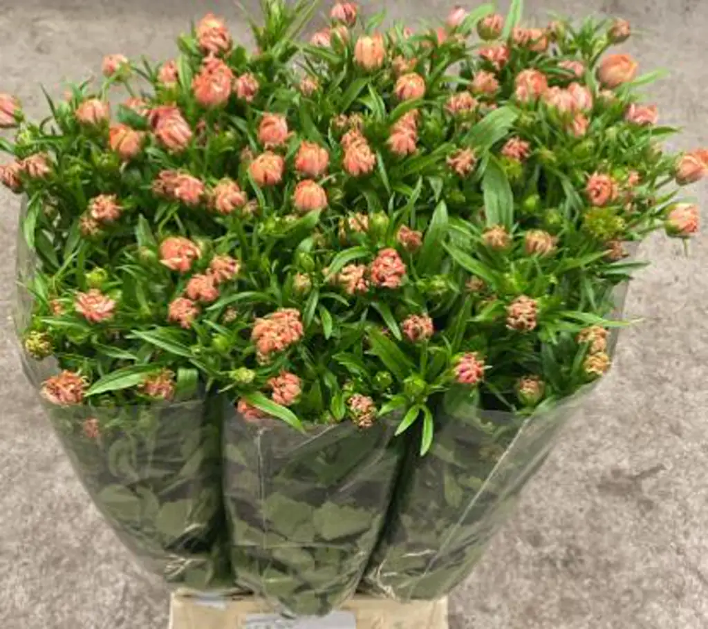 Ранункулус модерна салмон