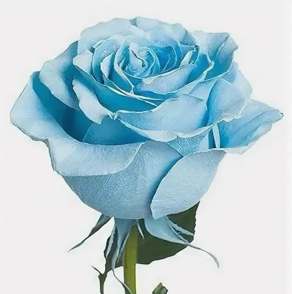 Роза крашенная скай блу