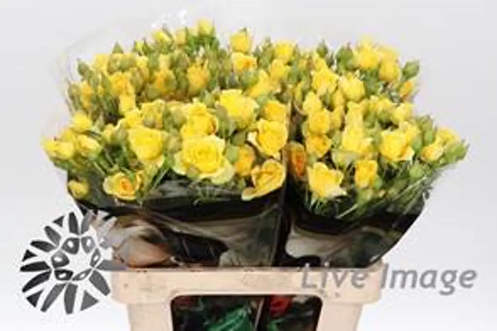 Роза кустовая фор гуд еллоу