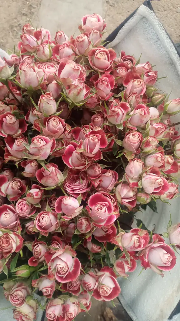 Роза кустовая импрессионист