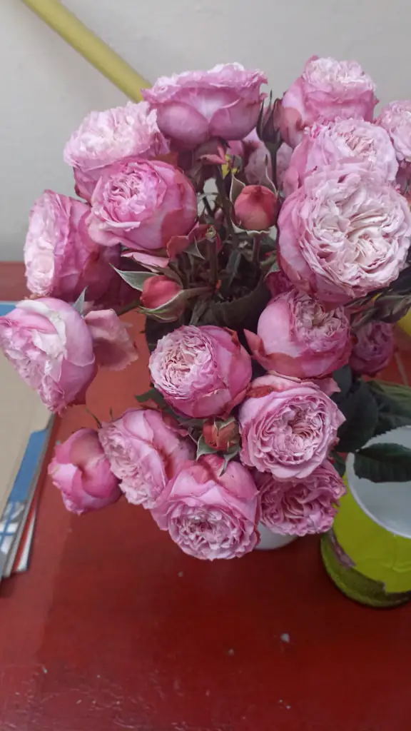 Роза кустовая скай лайн