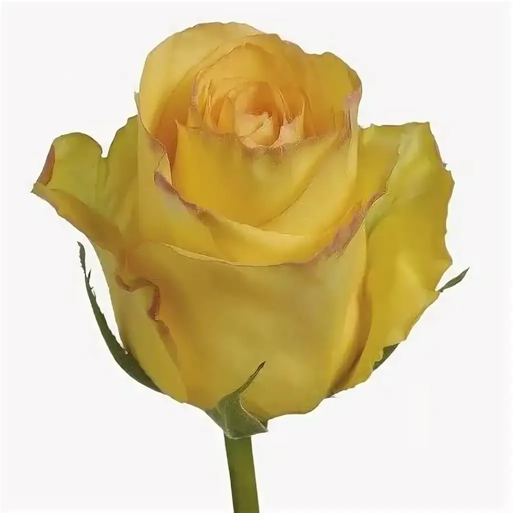 Роза дежа вю