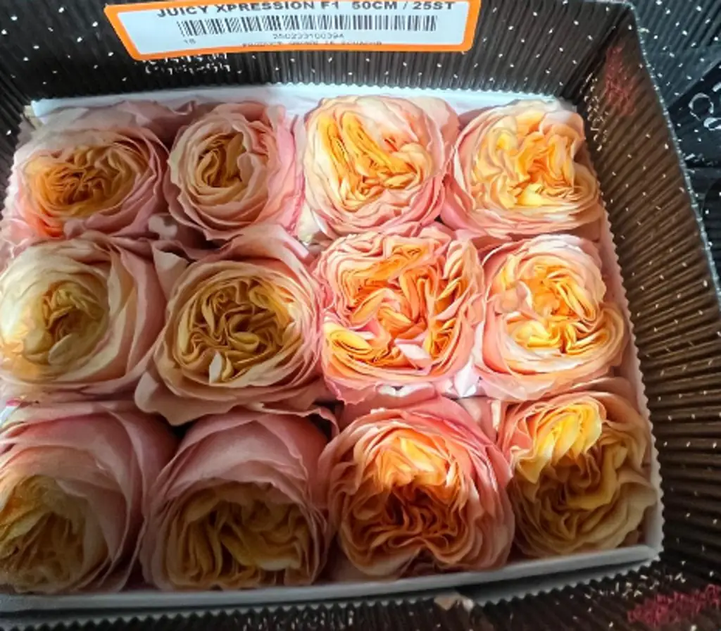 Роза джуси экспрешен