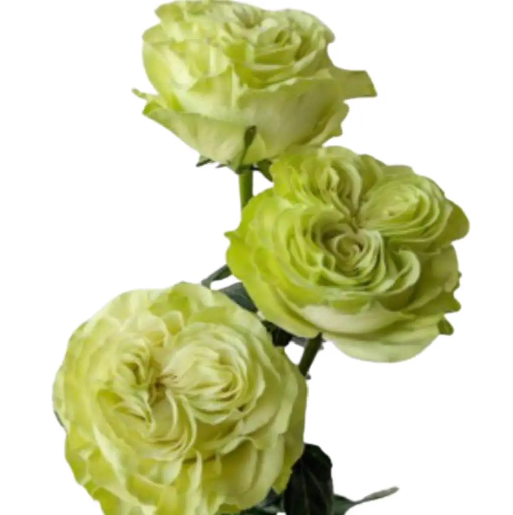 Роза экзотик минт