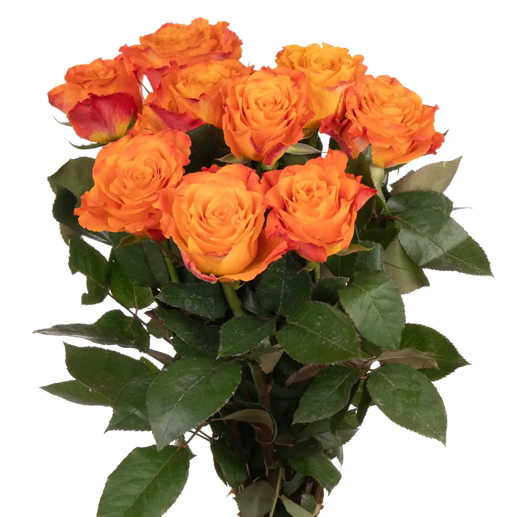 Роза марио
