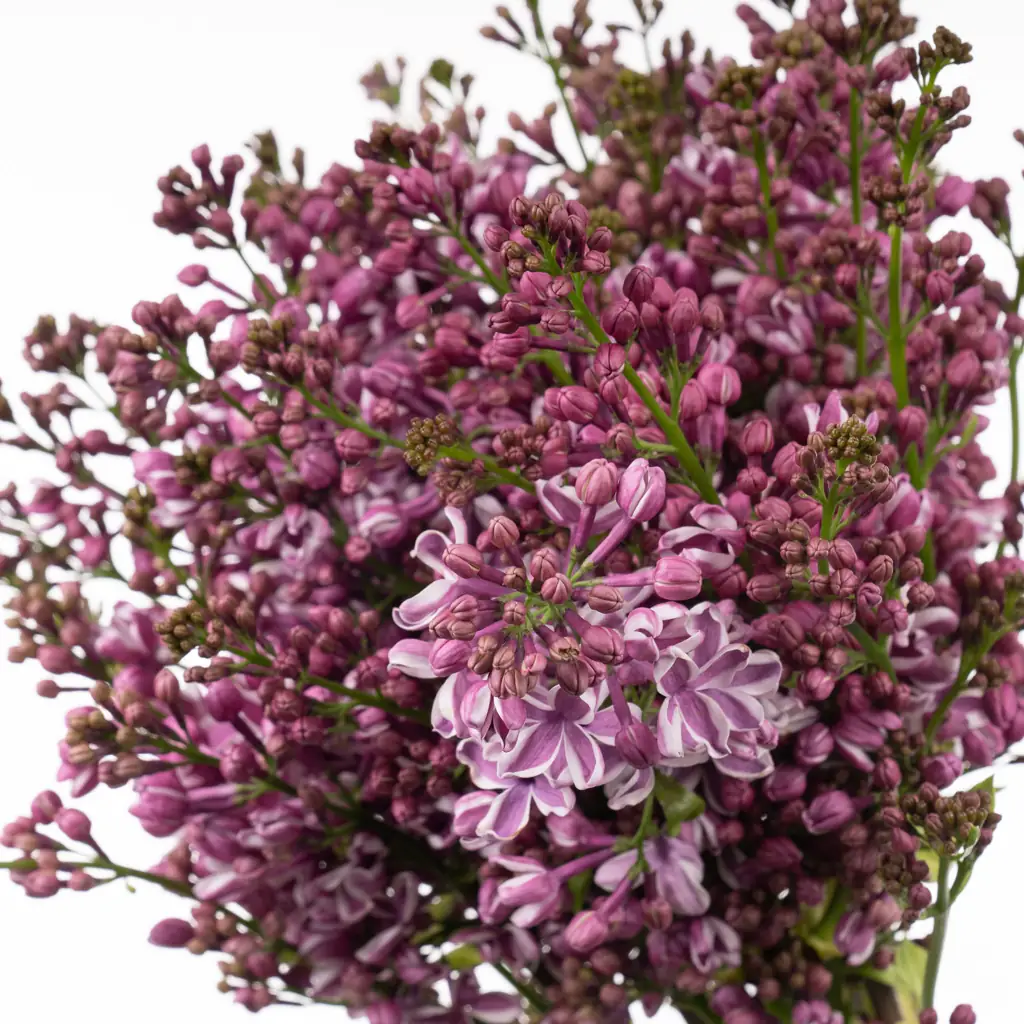 Сирингия сенсейшен