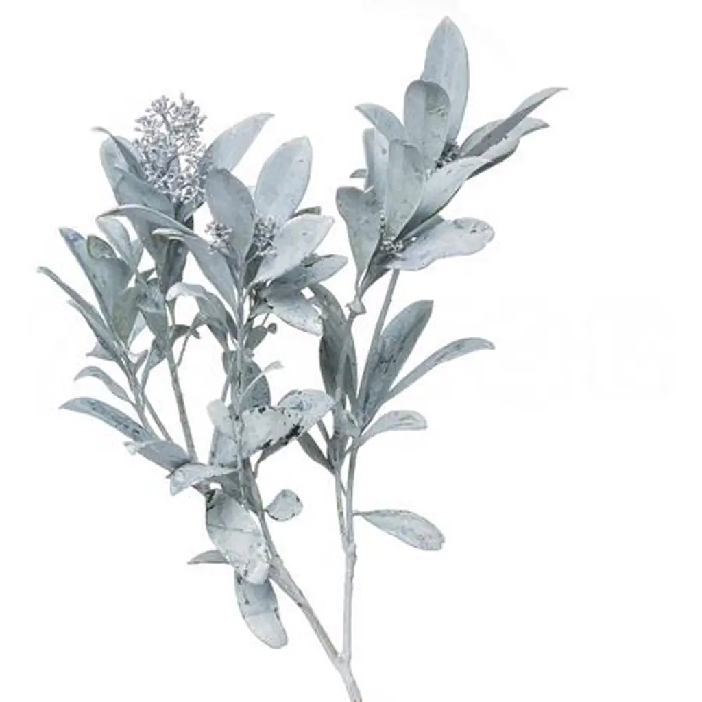 Скиммия краш. белая