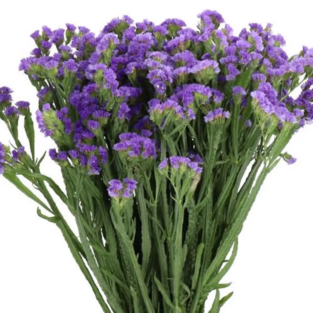 Статица вингс левис