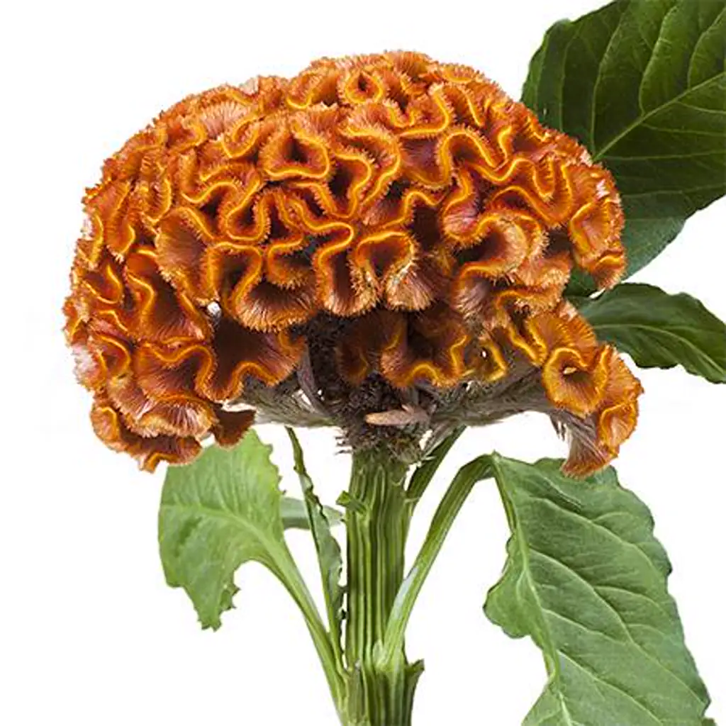 Целозия акт зара