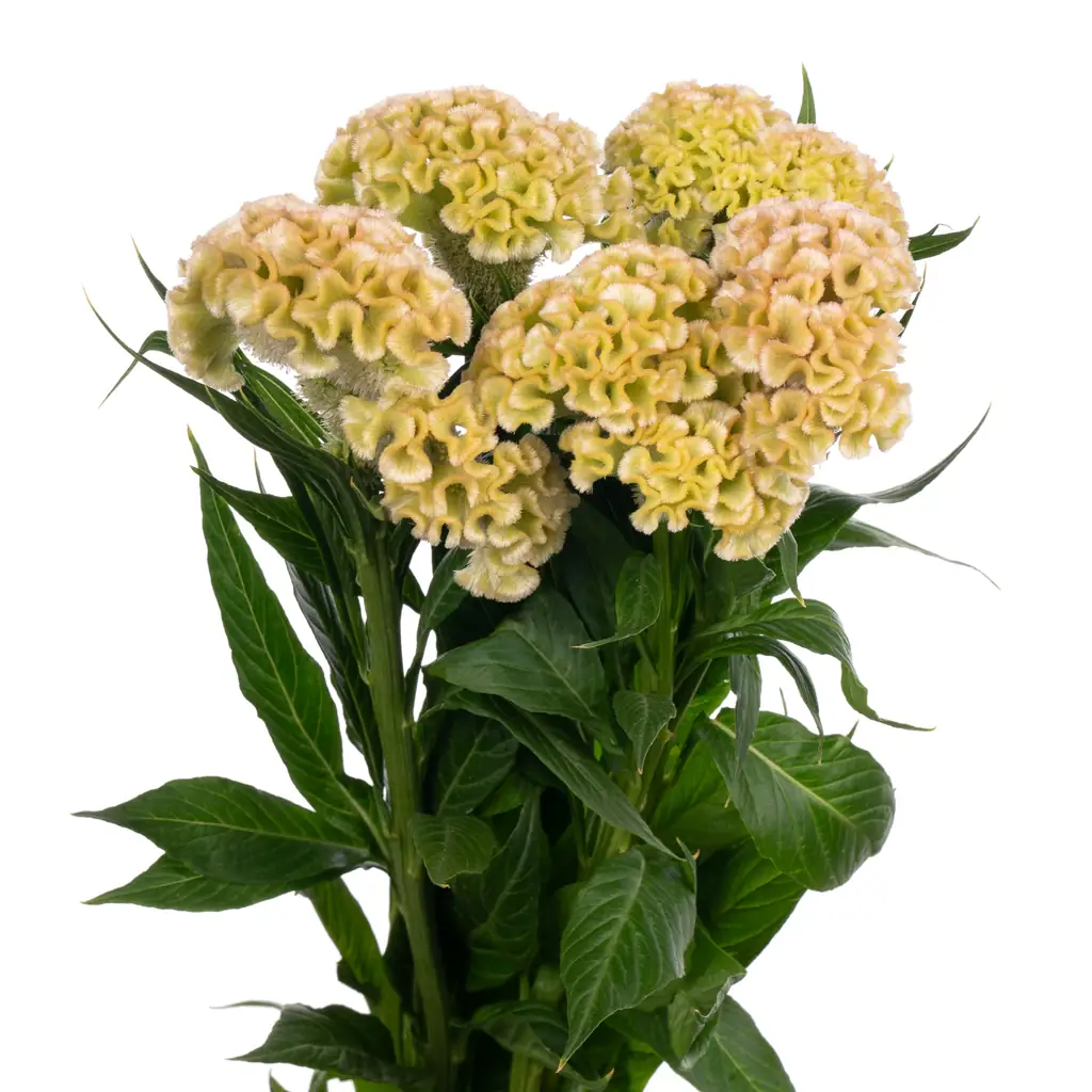 Целозия фрозен