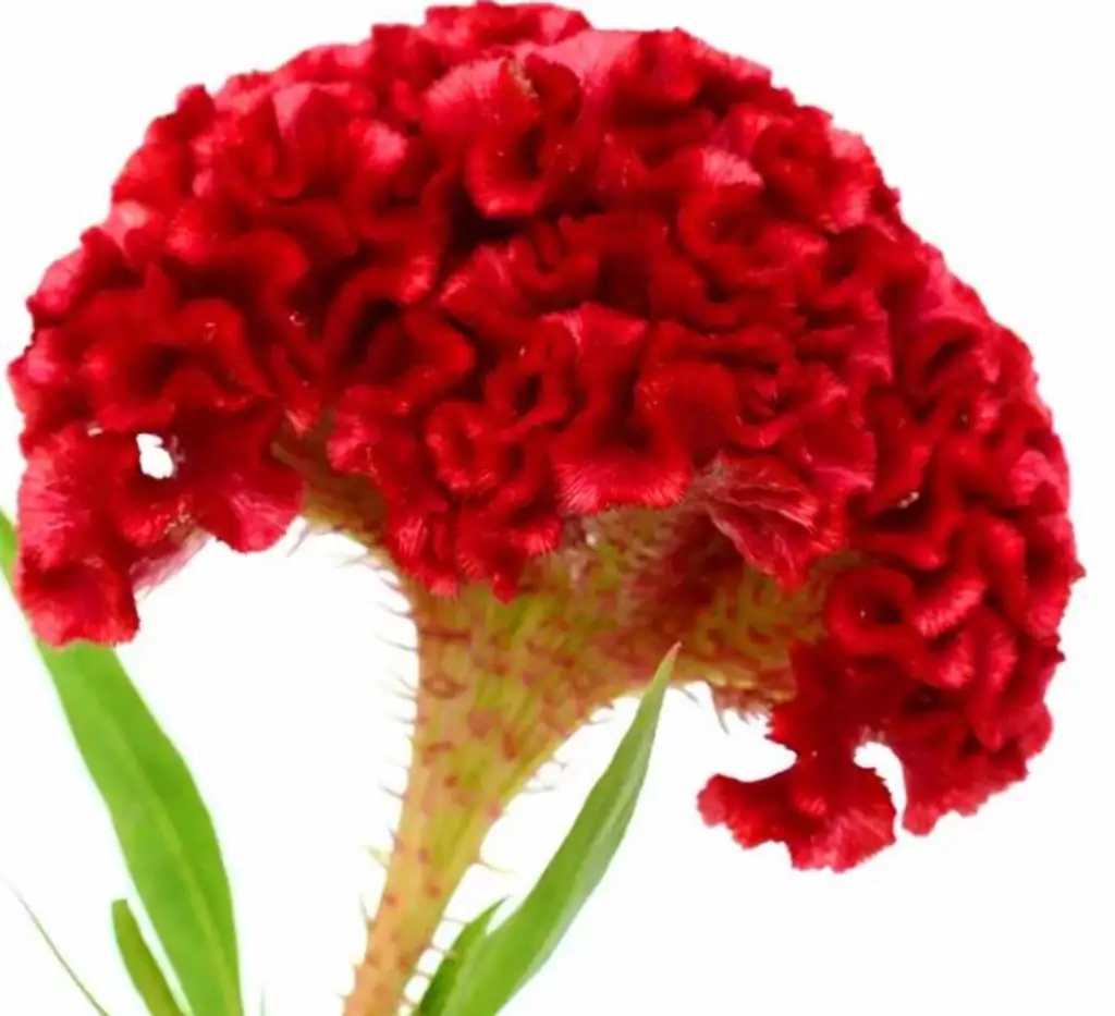 Целозия красная
