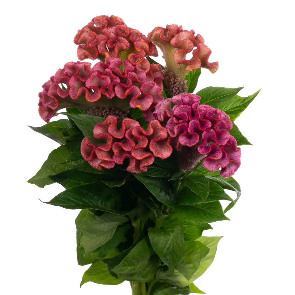 Целозия лавли