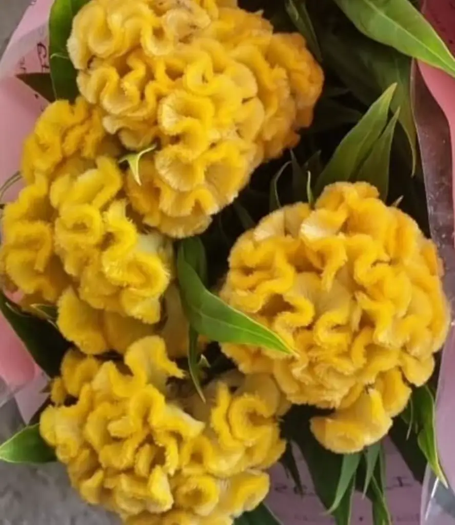 Целозия желтая