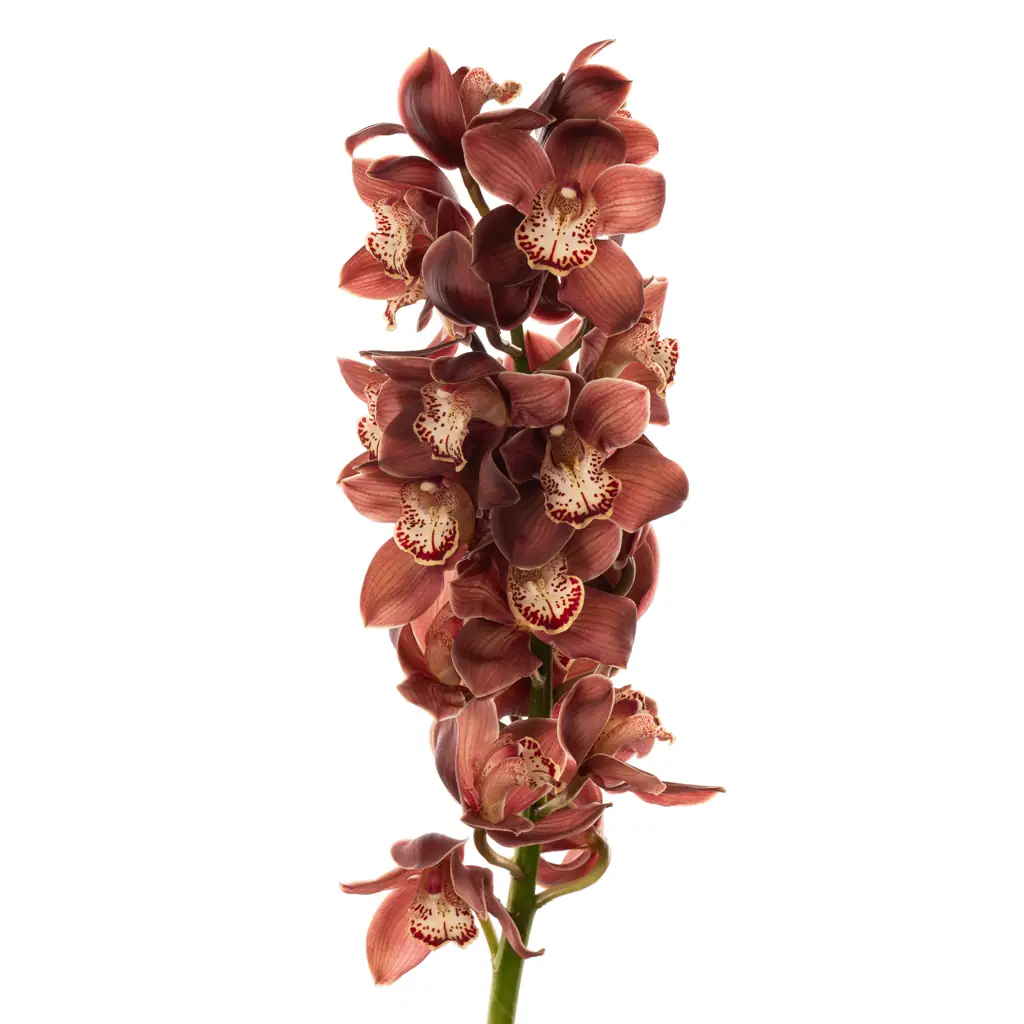 Цимбидиум эбони