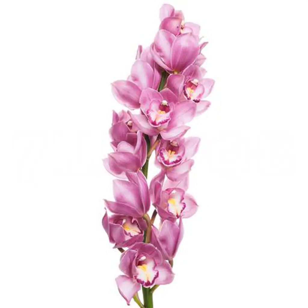 Цимбидиум виннер