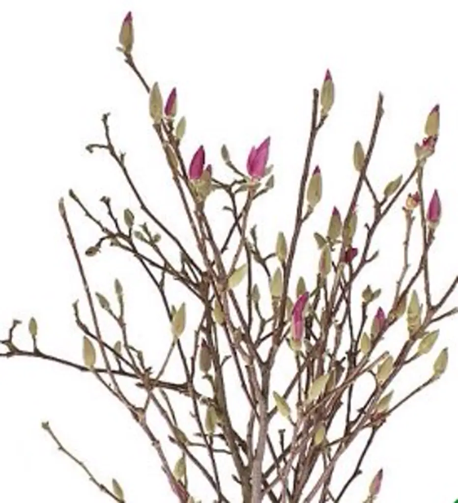 Ветки Магнолия цветущая розовая